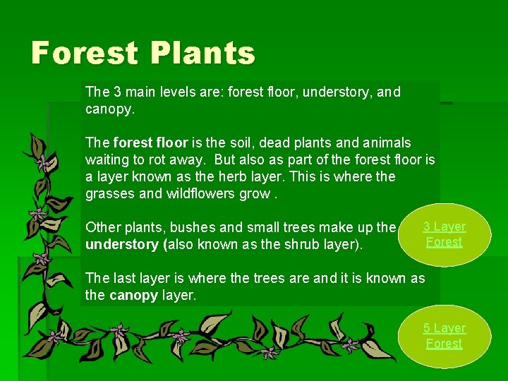 Forest Plants The 3 main levels are: forest floor, understory, and canopy. The forest
