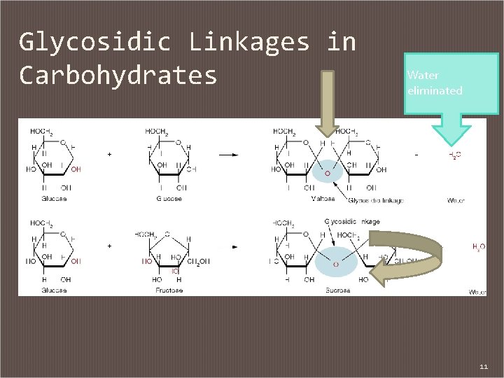 Glycosidic Linkages in Carbohydrates Water eliminated 11 