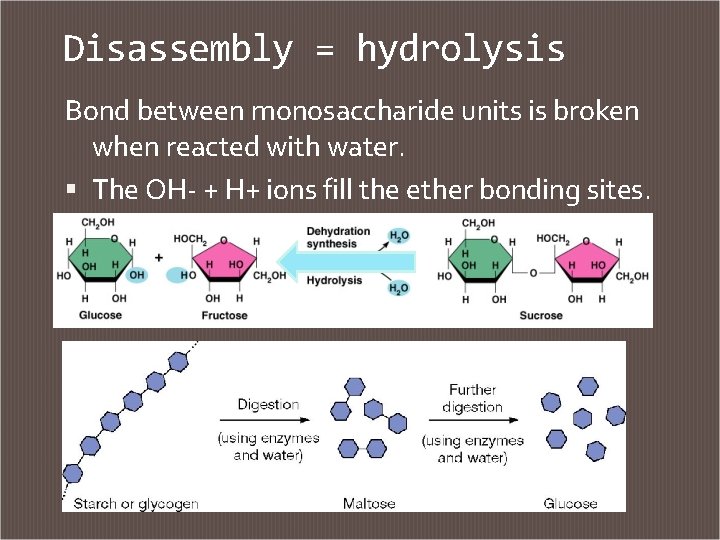 Disassembly = hydrolysis Bond between monosaccharide units is broken when reacted with water. The