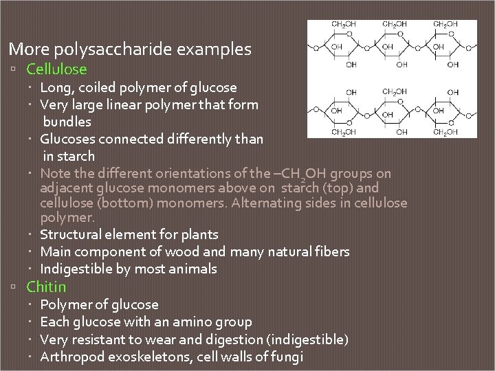 More polysaccharide examples Cellulose Long, coiled polymer of glucose Very large linear polymer that