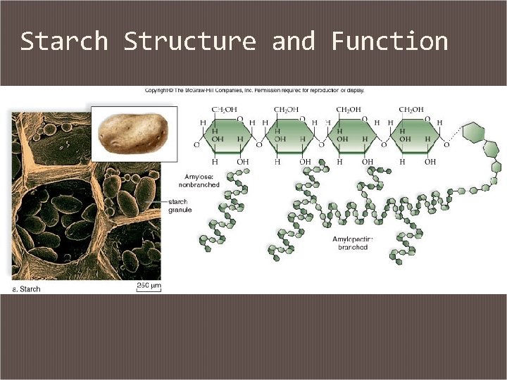 Starch Structure and Function 