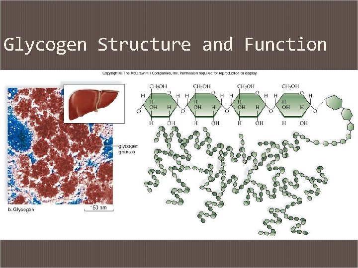 Glycogen Structure and Function 