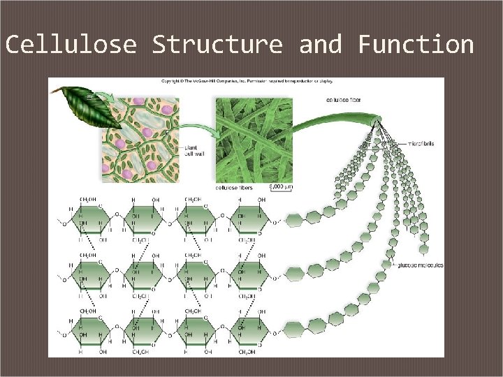 Cellulose Structure and Function 