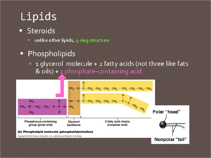 Lipids Steroids unlike other lipids, 4 -ring structure Phospholipids 1 glycerol molecule + 2