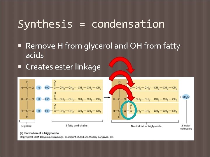 Synthesis = condensation Remove H from glycerol and OH from fatty acids Creates ester