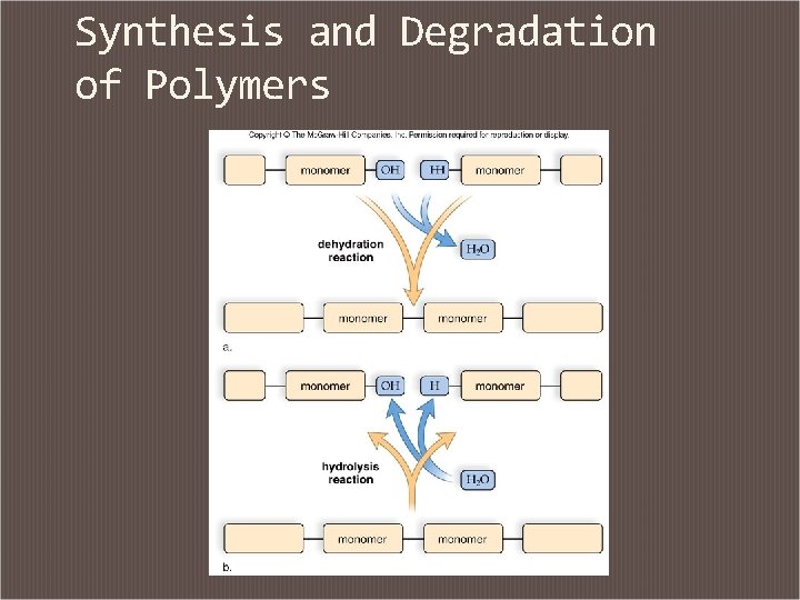 Synthesis and Degradation of Polymers 