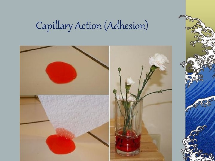 Capillary Action (Adhesion) 