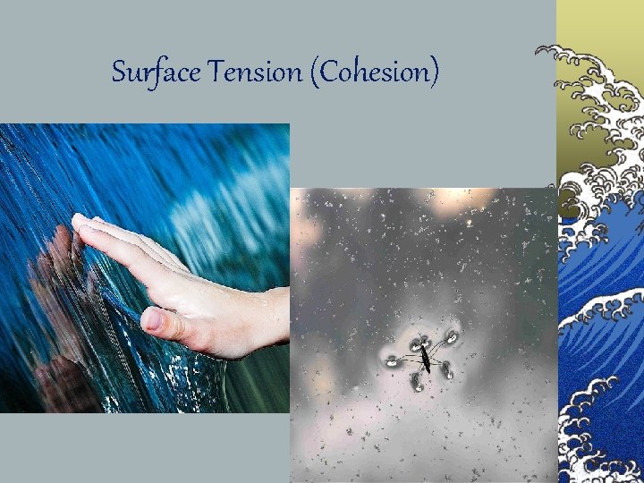 Surface Tension (Cohesion) © 
