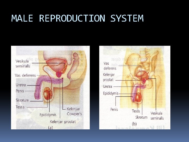 MALE REPRODUCTION SYSTEM 