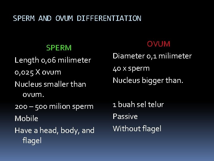 SPERM AND OVUM DIFFERENTIATION SPERM Length 0, 06 milimeter 0, 025 X ovum Nucleus