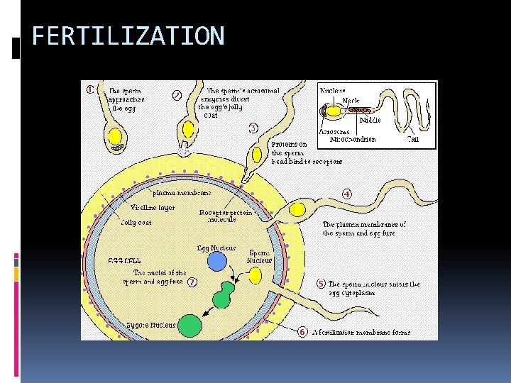 FERTILIZATION 