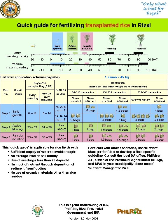 Quick guide for fertilizing transplanted rice in Rizal