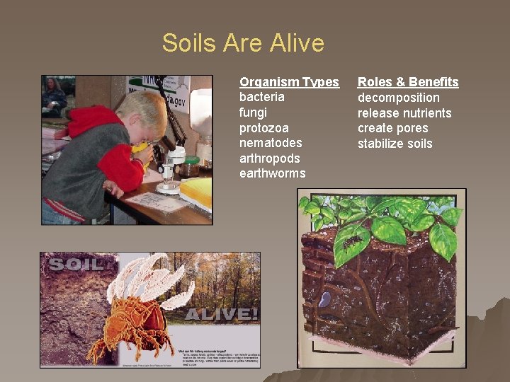 Soils Are Alive Organism Types bacteria fungi protozoa nematodes arthropods earthworms Roles & Benefits