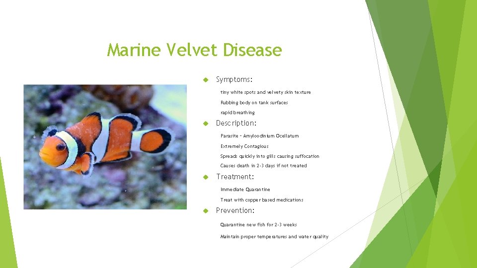 Marine Velvet Disease Symptoms: tiny white spots and velvety skin texture Rubbing body on