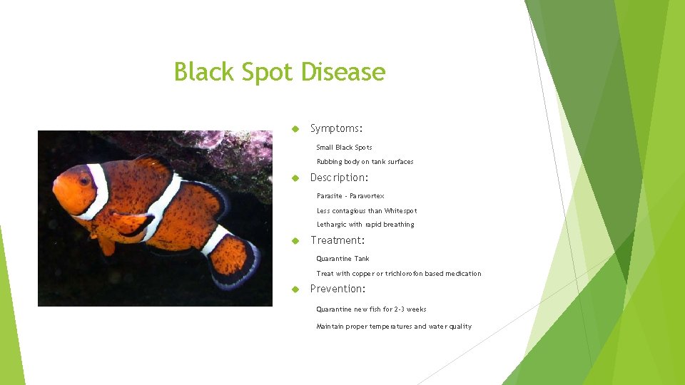 Black Spot Disease Symptoms: Small Black Spots Rubbing body on tank surfaces Description: Parasite