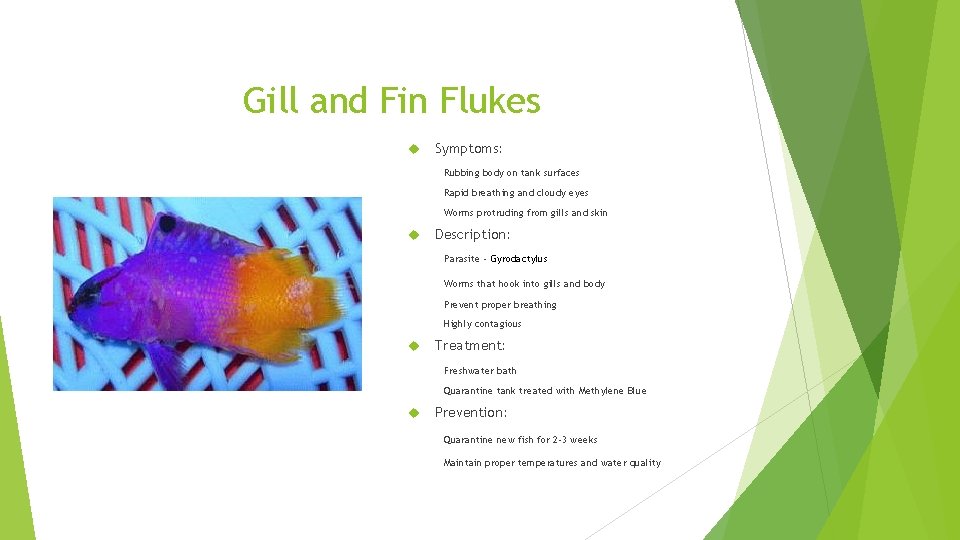Gill and Fin Flukes Symptoms: Rubbing body on tank surfaces Rapid breathing and cloudy