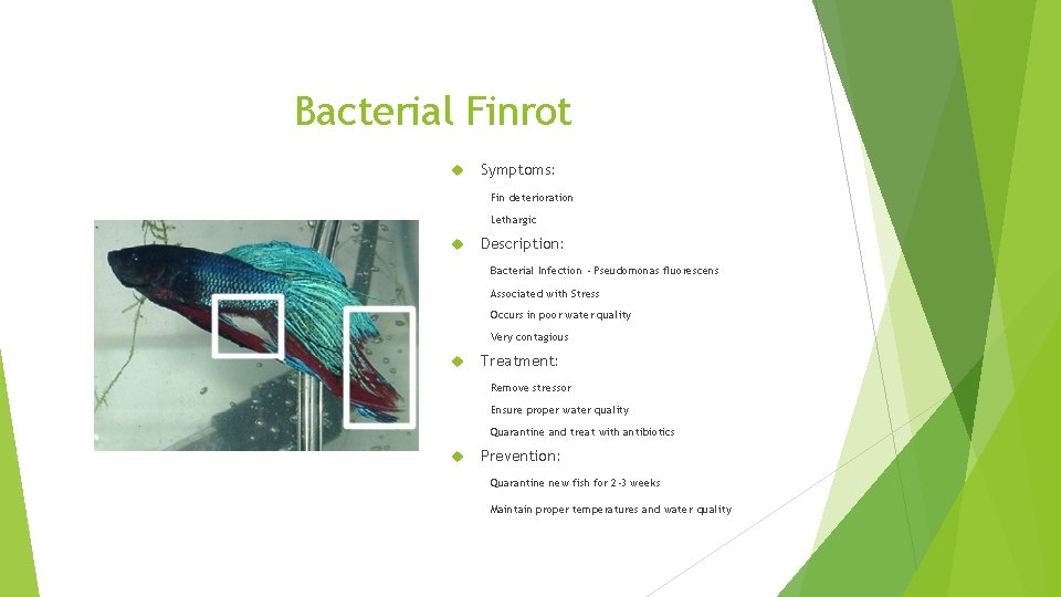 Bacterial Finrot Symptoms: Fin deterioration Lethargic Description: Bacterial Infection - Pseudomonas fluorescens Associated with