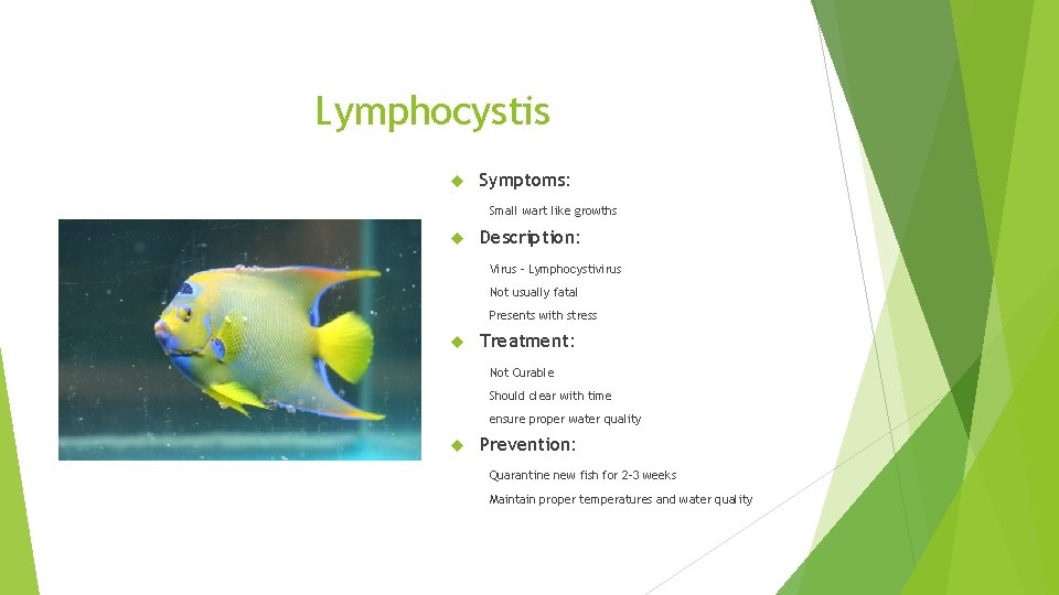 Lymphocystis Symptoms: Small wart like growths Description: Virus – Lymphocystivirus Not usually fatal Presents