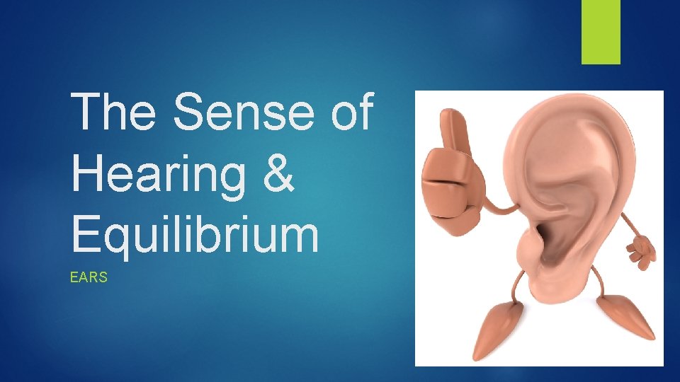 The Sense of Hearing & Equilibrium EARS 