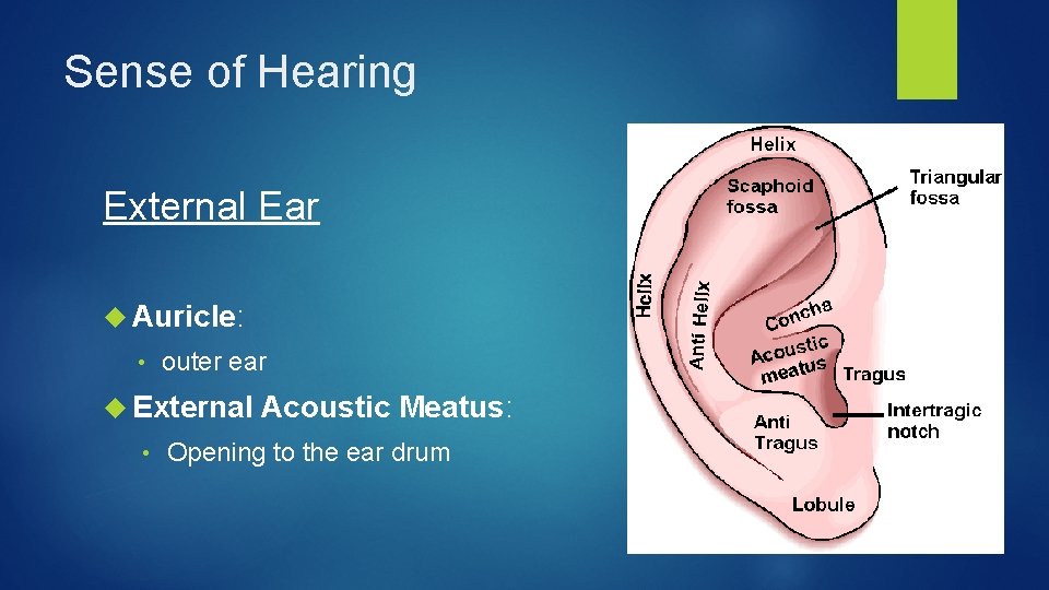 Sense of Hearing External Ear Auricle: • outer ear External • Acoustic Meatus: Opening