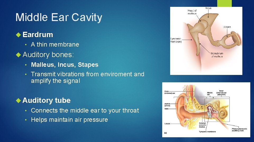 Middle Ear Cavity Eardrum • A thin membrane Auditory bones: Malleus, Incus, Stapes •