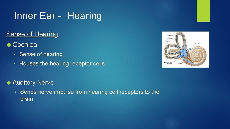 Inner Ear - Hearing Sense of Hearing Cochlea • Sense of hearing • Houses