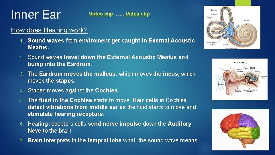 Inner Ear Video clip …. . Video clip How does Hearing work? 1. Sound