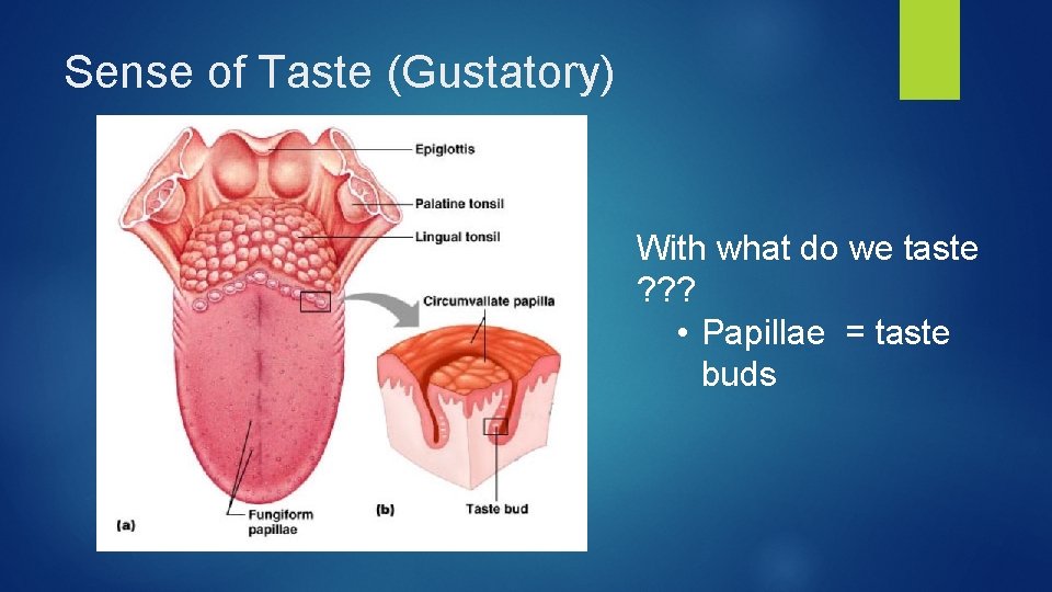 Sense of Taste (Gustatory) With what do we taste ? ? ? • Papillae