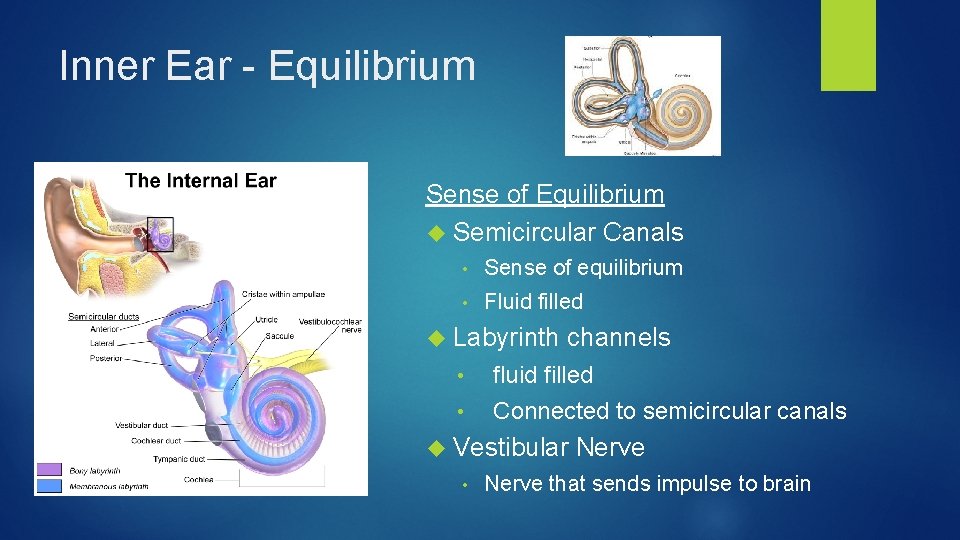 Inner Ear - Equilibrium Sense of Equilibrium Semicircular Canals • Sense of equilibrium •