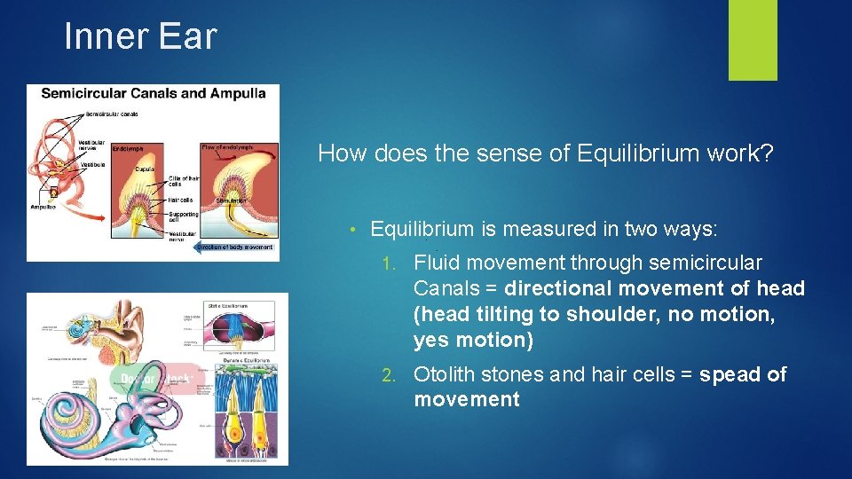 Inner Ear How does the sense of Equilibrium work? • Equilibrium is measured in