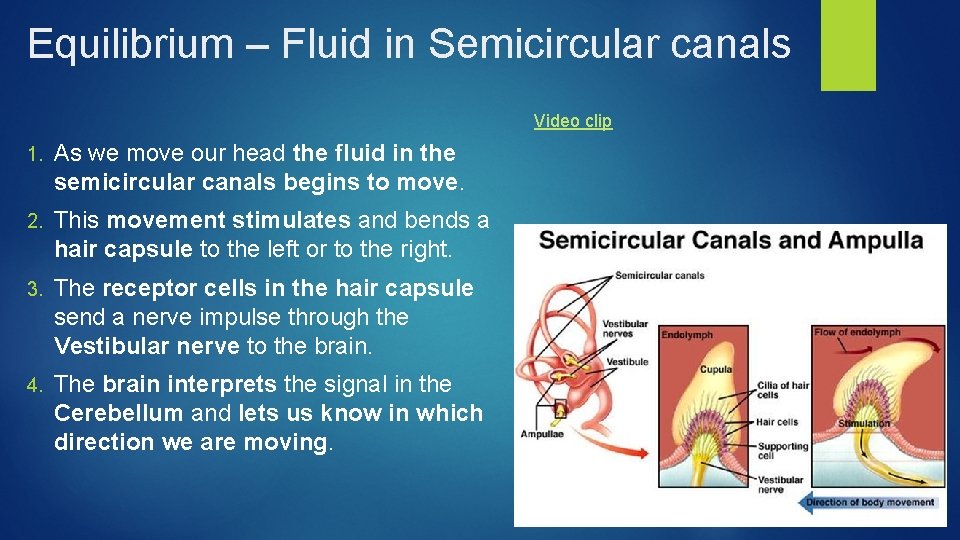 Equilibrium – Fluid in Semicircular canals Video clip 1. As we move our head