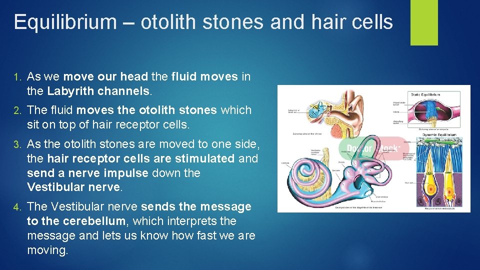 Equilibrium – otolith stones and hair cells 1. As we move our head the