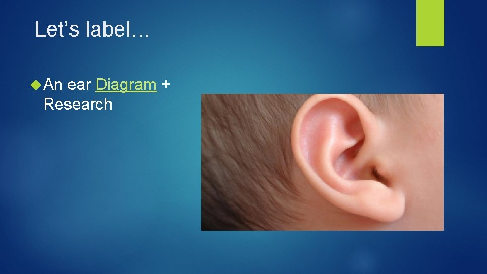 Let’s label… An ear Diagram + Research 