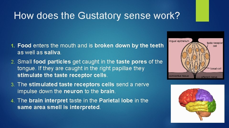 How does the Gustatory sense work? 1. Food enters the mouth and is broken