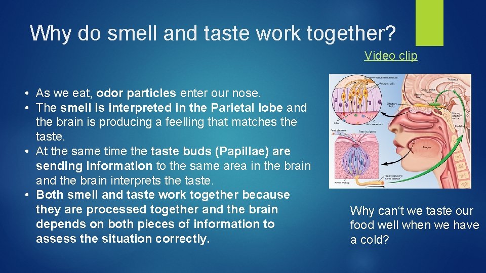 Why do smell and taste work together? Video clip • As we eat, odor Why do smell and taste work together? Video clip • As we eat, odor
