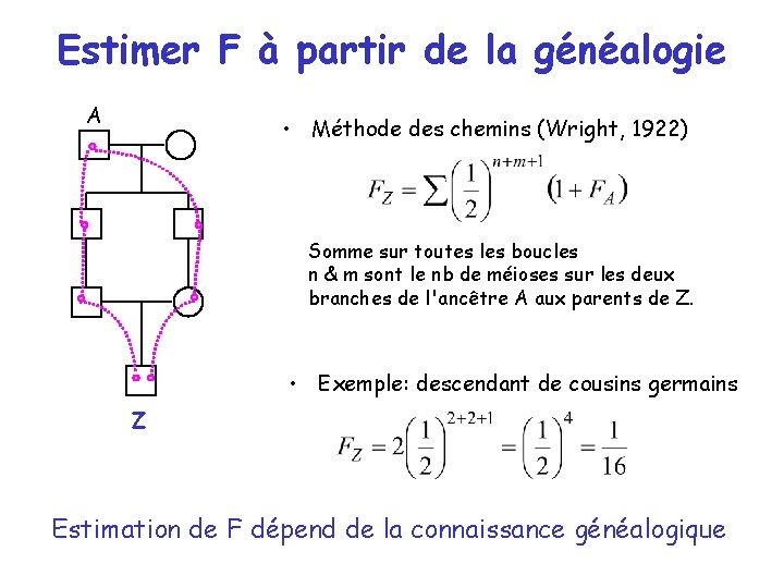 Estimer F à partir de la généalogie A • Méthode des chemins (Wright, 1922) Estimer F à partir de la généalogie A • Méthode des chemins (Wright, 1922)