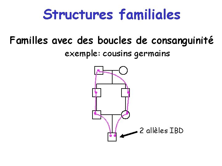 Structures familiales Familles avec des boucles de consanguinité exemple: cousins germains 2 allèles IBD Structures familiales Familles avec des boucles de consanguinité exemple: cousins germains 2 allèles IBD