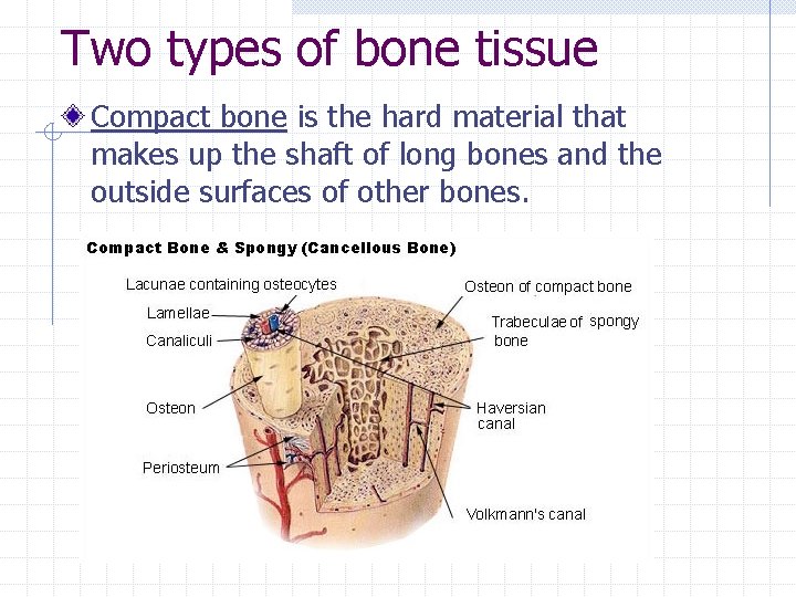 Skeletal System Chapter 6 7 Http Faculty Lonestar