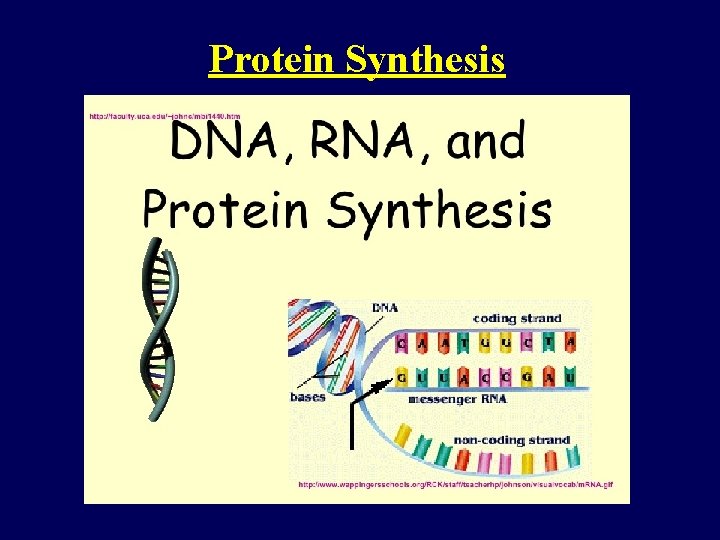 Protein Synthesis 