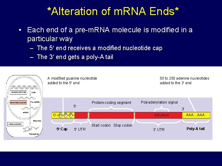 *Alteration of m. RNA Ends* • Each end of a pre-m. RNA molecule is