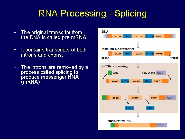 RNA Processing - Splicing • The original transcript from the DNA is called pre-m.
