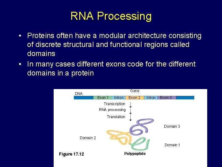 RNA Processing • Proteins often have a modular architecture consisting of discrete structural and