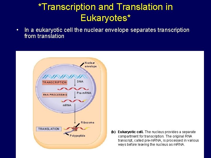 *Transcription and Translation in Eukaryotes* • In a eukaryotic cell the nuclear envelope separates