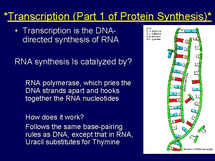 *Transcription (Part 1 of Protein Synthesis)* • Transcription is the DNAdirected synthesis of RNA