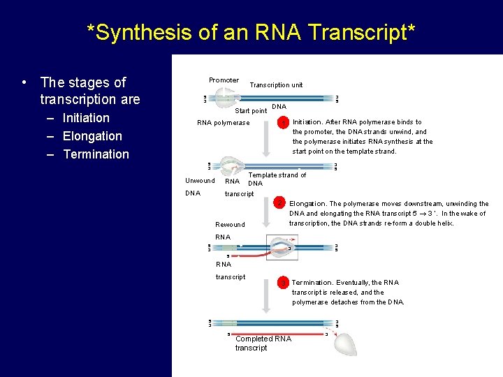 *Synthesis of an RNA Transcript* • The stages of transcription are – Initiation –