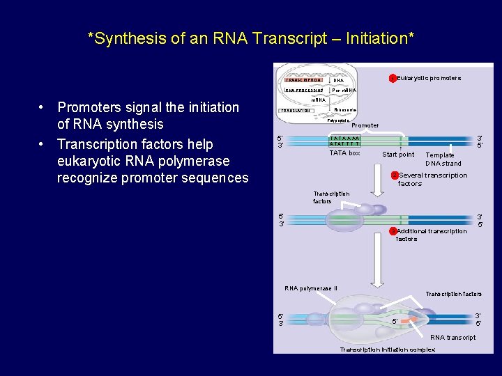 *Synthesis of an RNA Transcript – Initiation* • Promoters signal the initiation of RNA