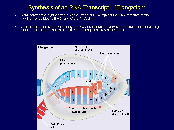 Synthesis of an RNA Transcript - *Elongation* • RNA polymerase synthesizes a single strand