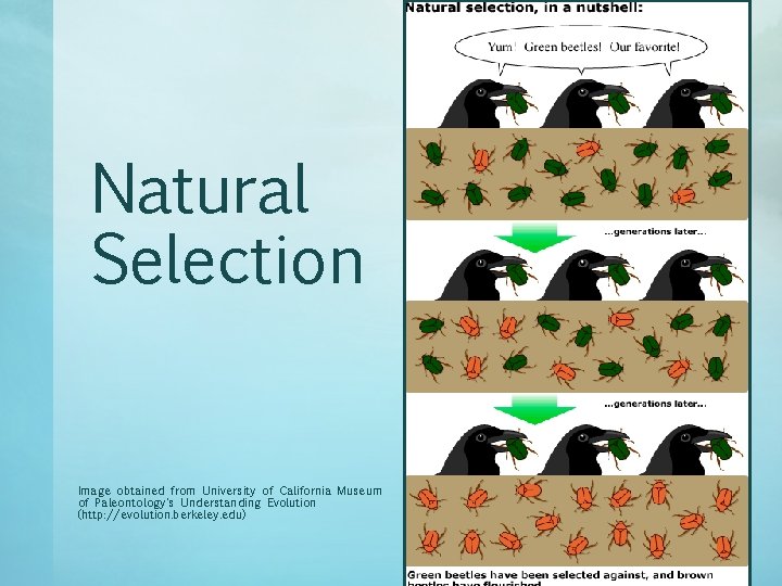 Natural Selection Image obtained from University of California Museum of Paleontology's Understanding Evolution (http: