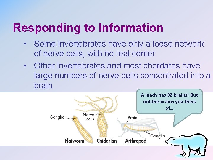 Responding to Information • Some invertebrates have only a loose network of nerve cells,