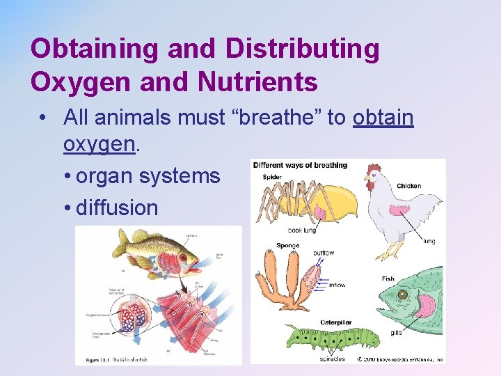 Obtaining and Distributing Oxygen and Nutrients • All animals must “breathe” to obtain oxygen.